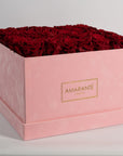 Majestic wine red roses shown in a blushing pink box 
