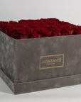 Dapper wine red Roses featured in a stylish grey package. 