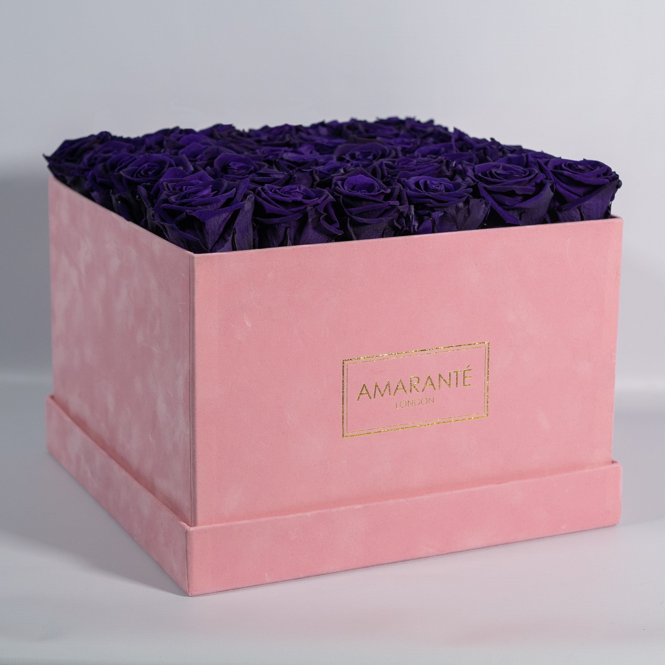 Stunning dark purple roses implying fantasy and creativity  