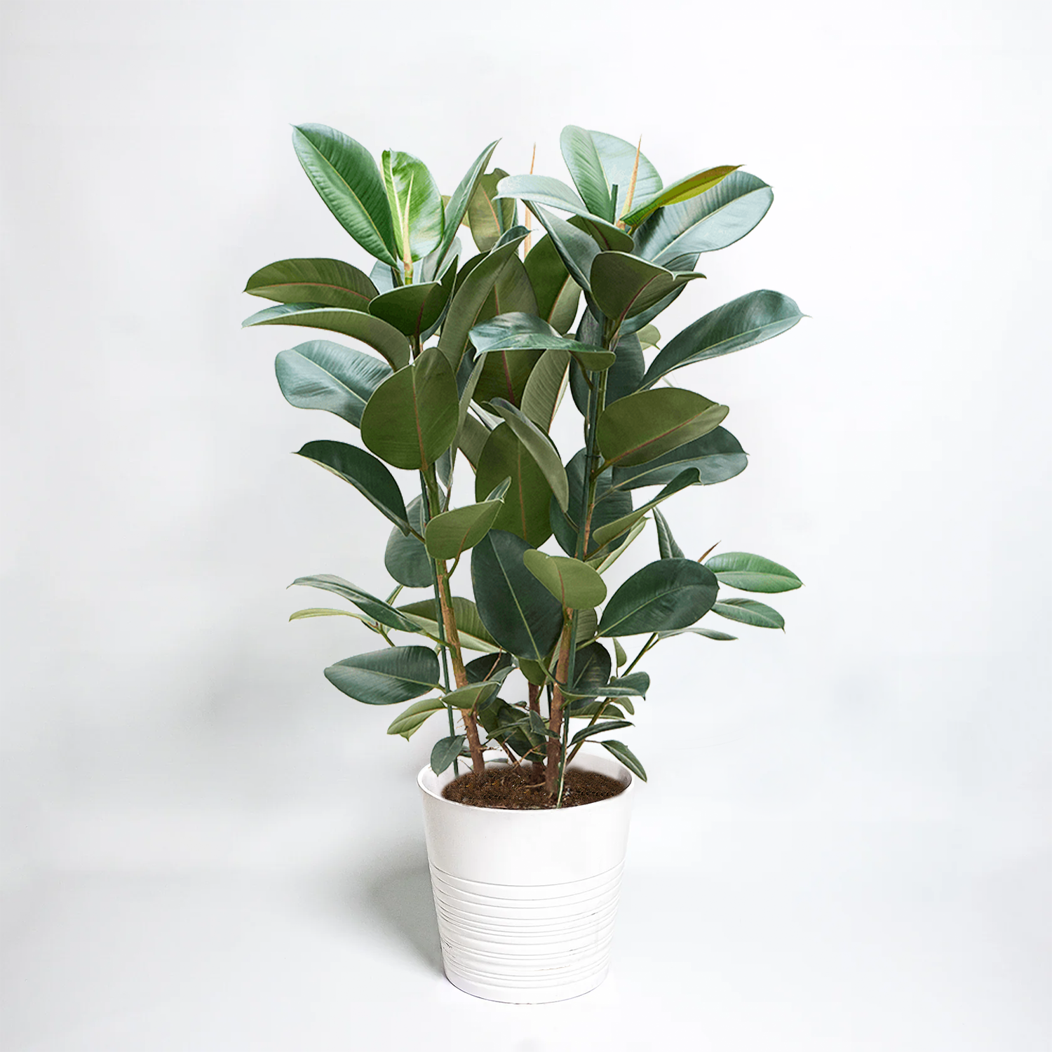 Ficus Rubber Plant