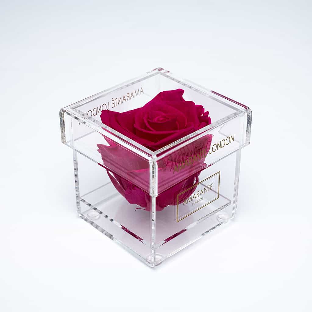 Expressive hot pink rose exhibited in a dapper clear box 
