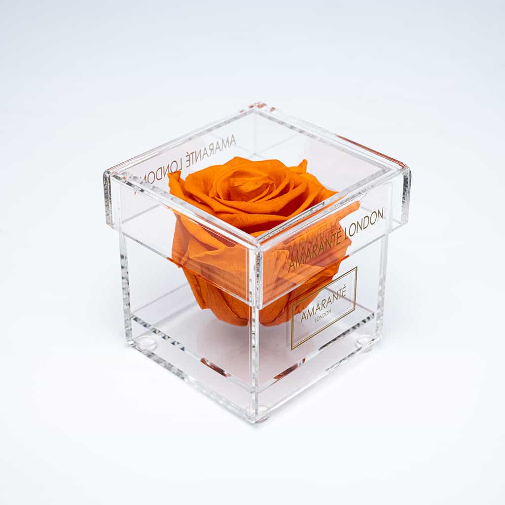 Exquisite orange single rose in an enchanting transparent acrylic box, ideal for Valentine&#39;s Day and other memorable romantic events.