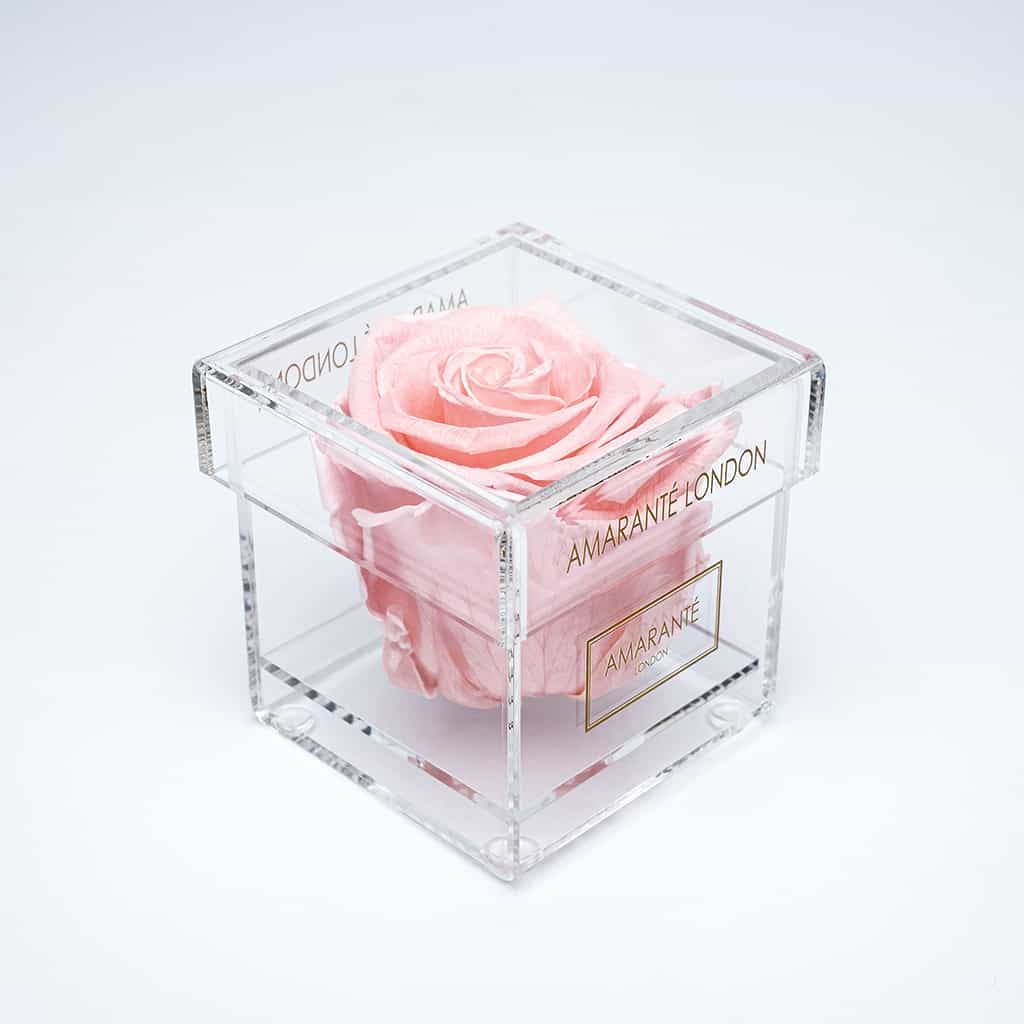 Delicate light pink rose displayed in a magical clear box 