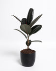 Ficus Rubber Plant