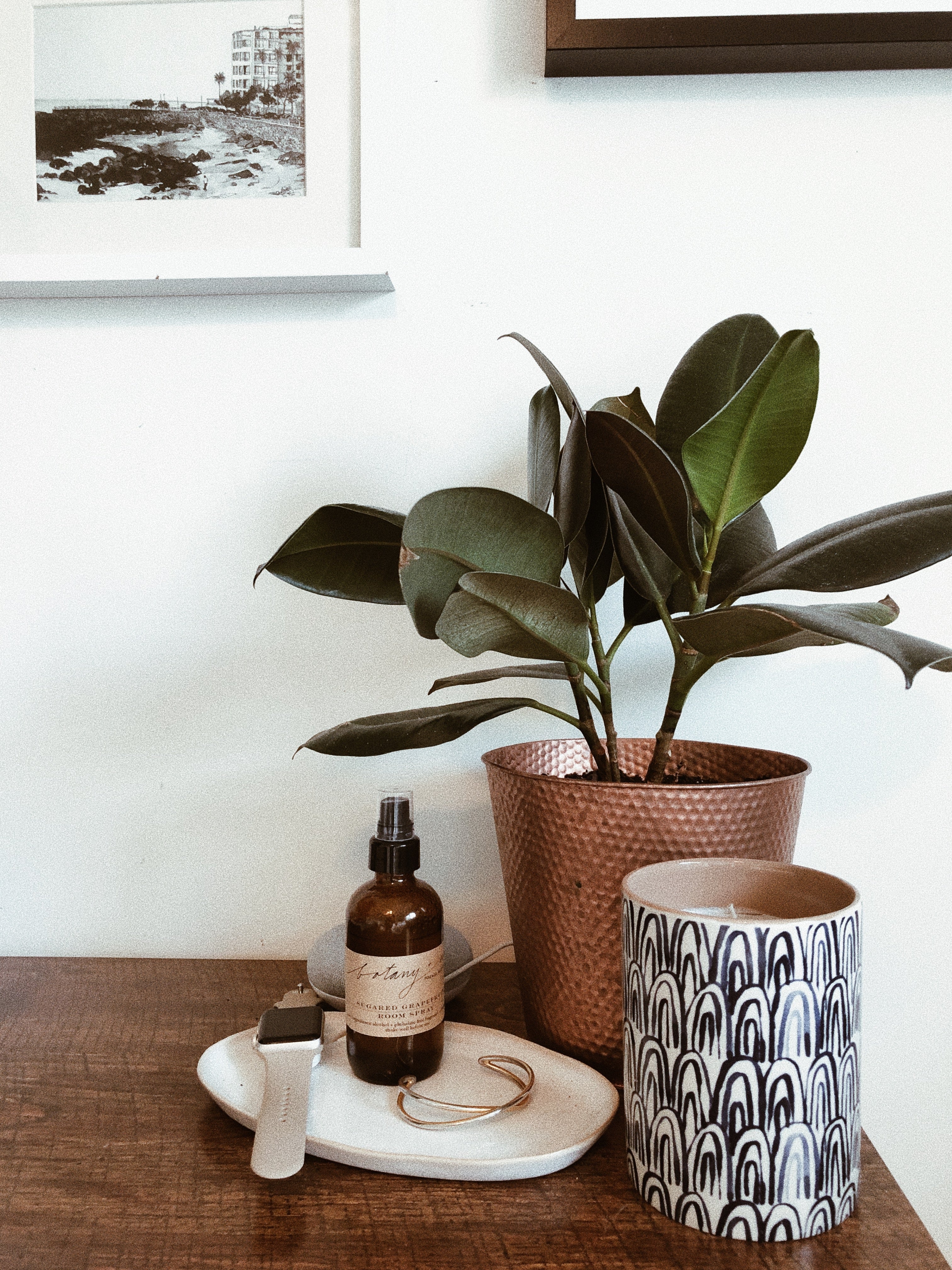 Ficus Rubber Plant