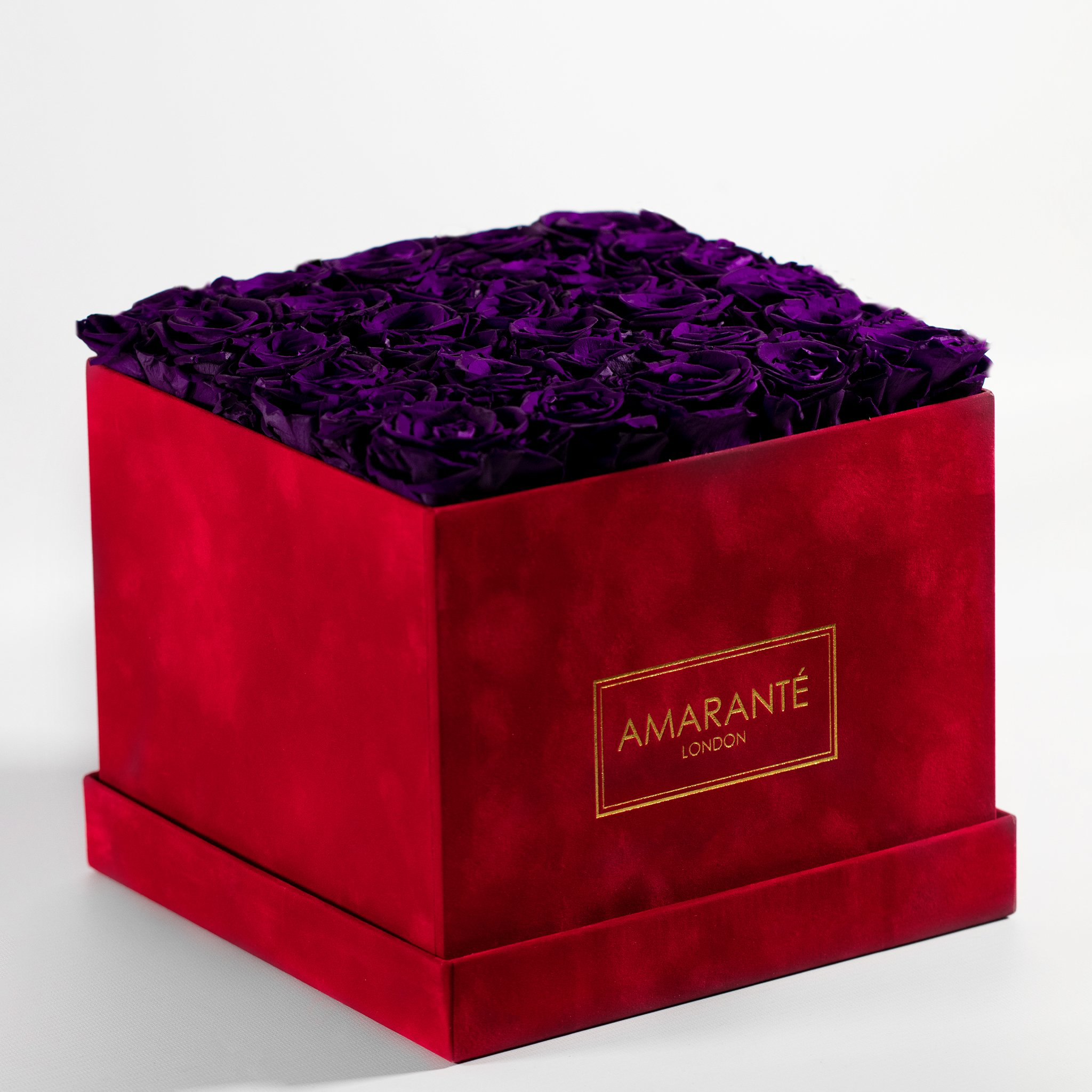 Luxurious dark purple Roses blooming in a chic red large box