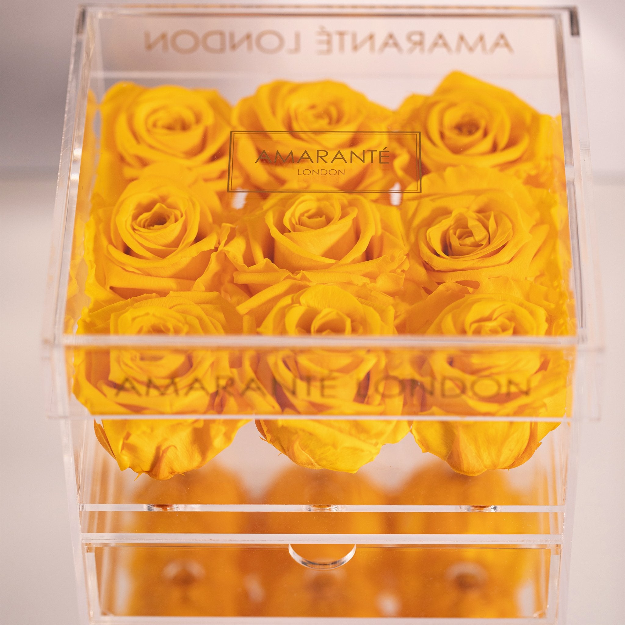 Majestic yellow Roses expressing warmth, communication, and socialisation. 